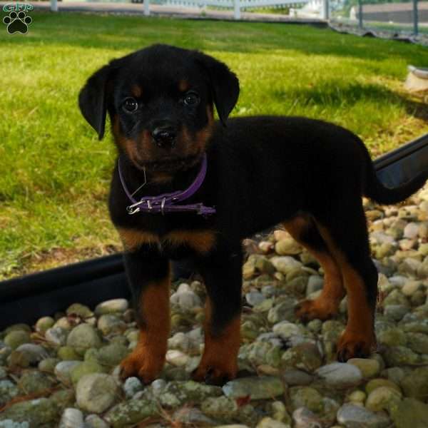 Greta, Rottweiler Puppy